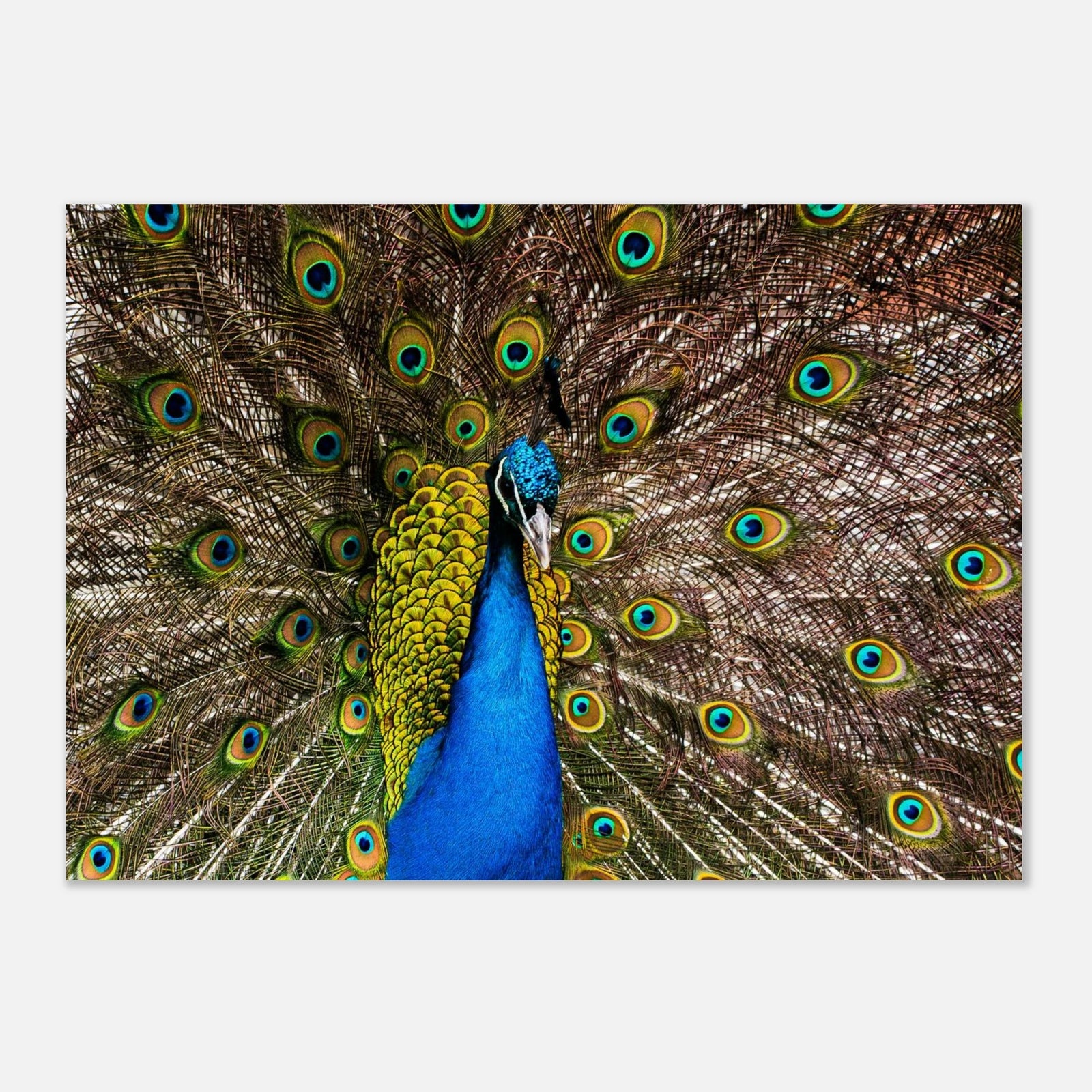 Dunfermline peacock wall art with vibrant peacock standing on path in Pittencrieff Park