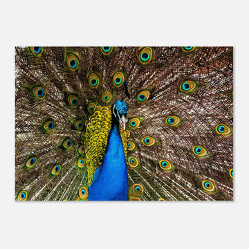 Dunfermline peacock wall art with vibrant peacock standing on path in Pittencrieff Park