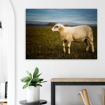 Scottish lamb wall art with single lamb standing in grassy Highland field