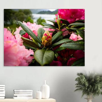 Rhododendron Highlands wall art showing a close-up rhododendron bud surrounded by glossy green leaves and soft pink blossoms with a blurred loch and hills in the background