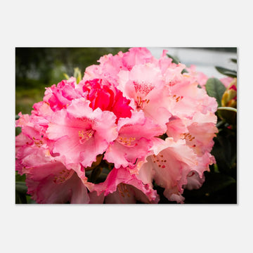Pink Rhododendron Highlands Wall Art  Scottish Flower Print