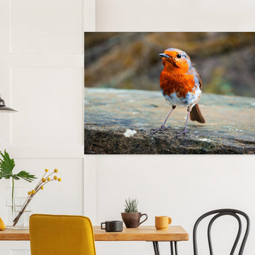 Red robin bird wall art print with bright red breast on natural background