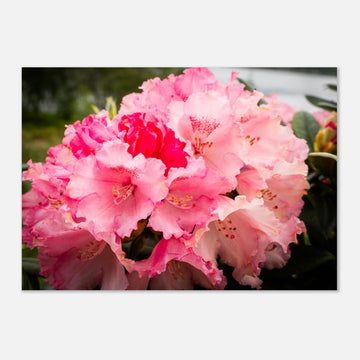 Pink Rhododendron Highlands Wall Art  Scottish Flower Print