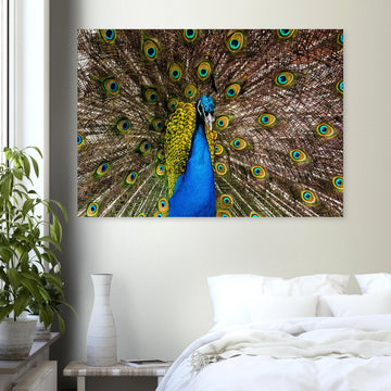 Dunfermline peacock wall art with vibrant peacock standing on path in Pittencrieff Park