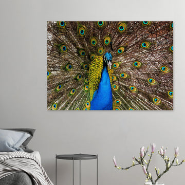 Dunfermline peacock wall art with vibrant peacock standing on path in Pittencrieff Park