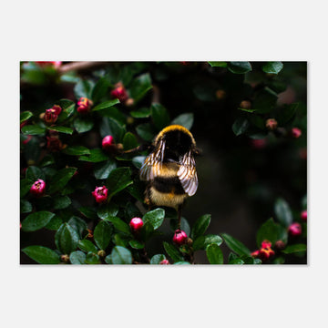 Bumblebee wall art showing a close-up fluffy bee with striped body and translucent wings on small pink buds among dark green leaves
