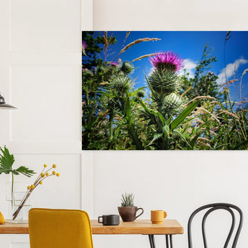 Thistle flower wall art with purple blooms and spiky green leaves in soft focus