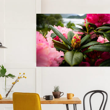 Rhododendron Highlands wall art showing a close-up rhododendron bud surrounded by glossy green leaves and soft pink blossoms with a blurred loch and hills in the background