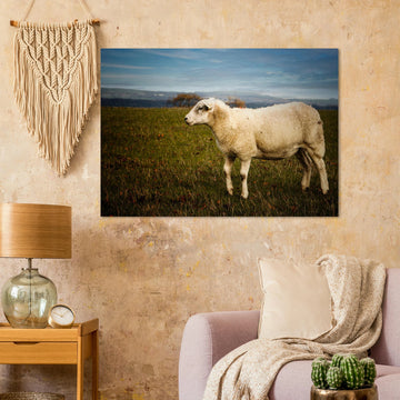 Scottish lamb wall art with single lamb standing in grassy Highland field