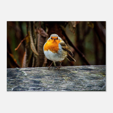 Red robin botanic garden wall art with robin perched on branch in soft green background