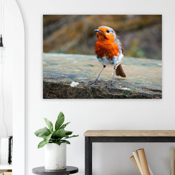 Red robin bird wall art print with bright red breast on natural background