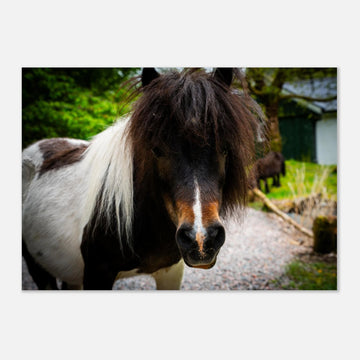 Shetland pony wall art with shaggy pony standing in grassy Scottish field