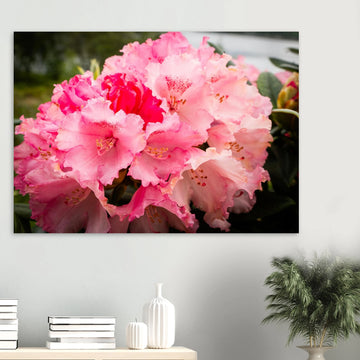 Pink Rhododendron Highlands Wall Art  Scottish Flower Print