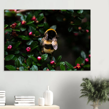 Bumblebee wall art showing a close-up fluffy bee with striped body and translucent wings on small pink buds among dark green leaves