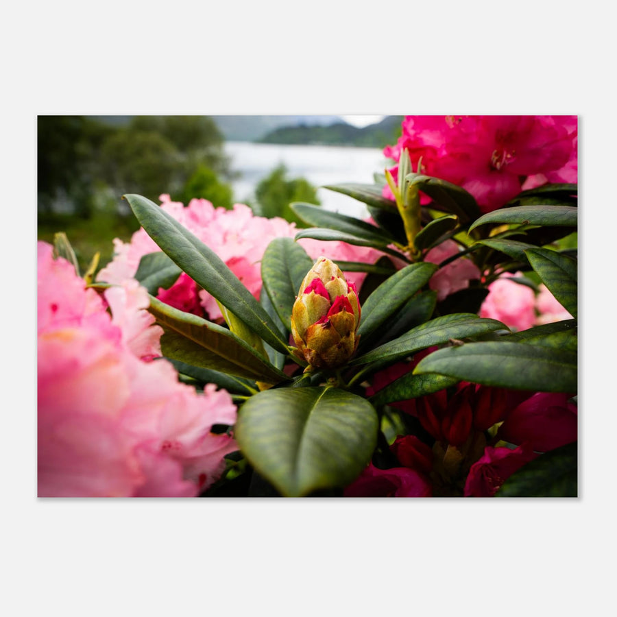 Rhododendron Highlands wall art showing a close-up rhododendron bud surrounded by glossy green leaves and soft pink blossoms with a blurred loch and hills in the background