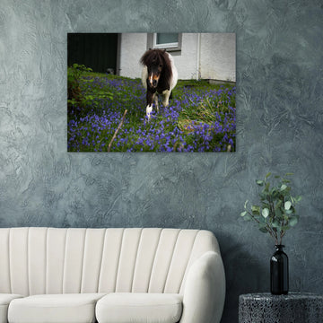 Highland pony wall art showing a small Scottish pony with a dark fluffy mane walking through purple-blue flowers in front of a white cottage wall