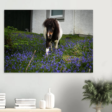 Highland pony wall art showing a small Scottish pony with a dark fluffy mane walking through purple-blue flowers in front of a white cottage wall