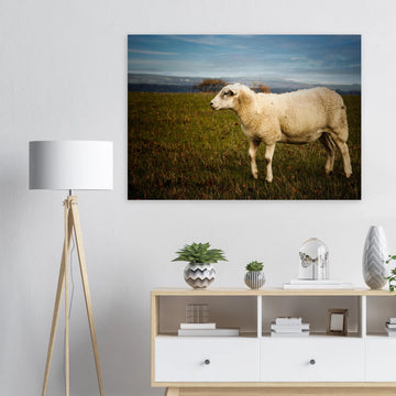 Scottish lamb wall art with single lamb standing in grassy Highland field
