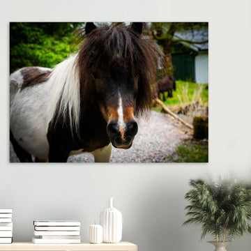 Shetland pony wall art with shaggy pony standing in grassy Scottish field