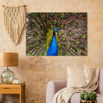 Dunfermline peacock wall art with vibrant peacock standing on path in Pittencrieff Park