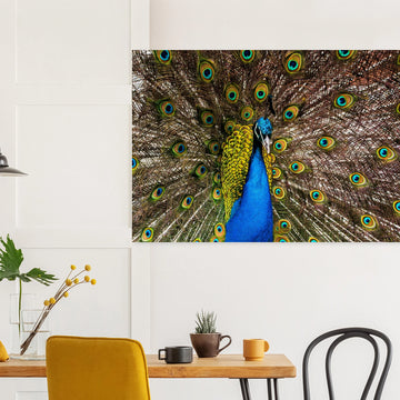 Dunfermline peacock wall art with vibrant peacock standing on path in Pittencrieff Park