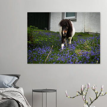 Highland pony wall art showing a small Scottish pony with a dark fluffy mane walking through purple-blue flowers in front of a white cottage wall