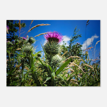 Thistle flower wall art with purple blooms and spiky green leaves in soft focus