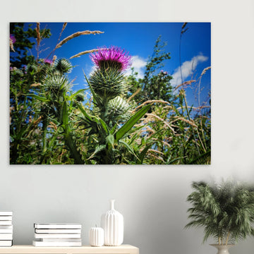 Thistle flower wall art with purple blooms and spiky green leaves in soft focus