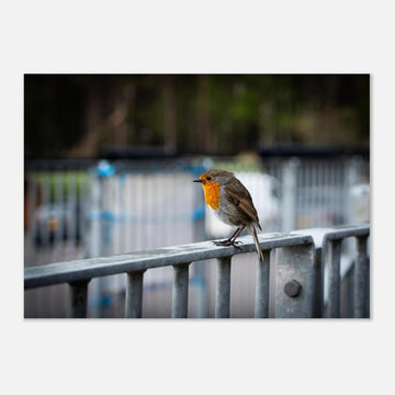 Robin Glencoe Mountain Resort wall art showing a small orange-breasted robin perched on a metal railing with a soft blurred background of railings and trees