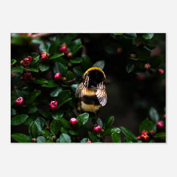 Bumblebee wall art showing a close-up fluffy bee with striped body and translucent wings on small pink buds among dark green leaves