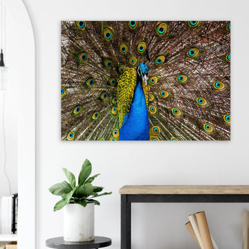 Dunfermline peacock wall art with vibrant peacock standing on path in Pittencrieff Park