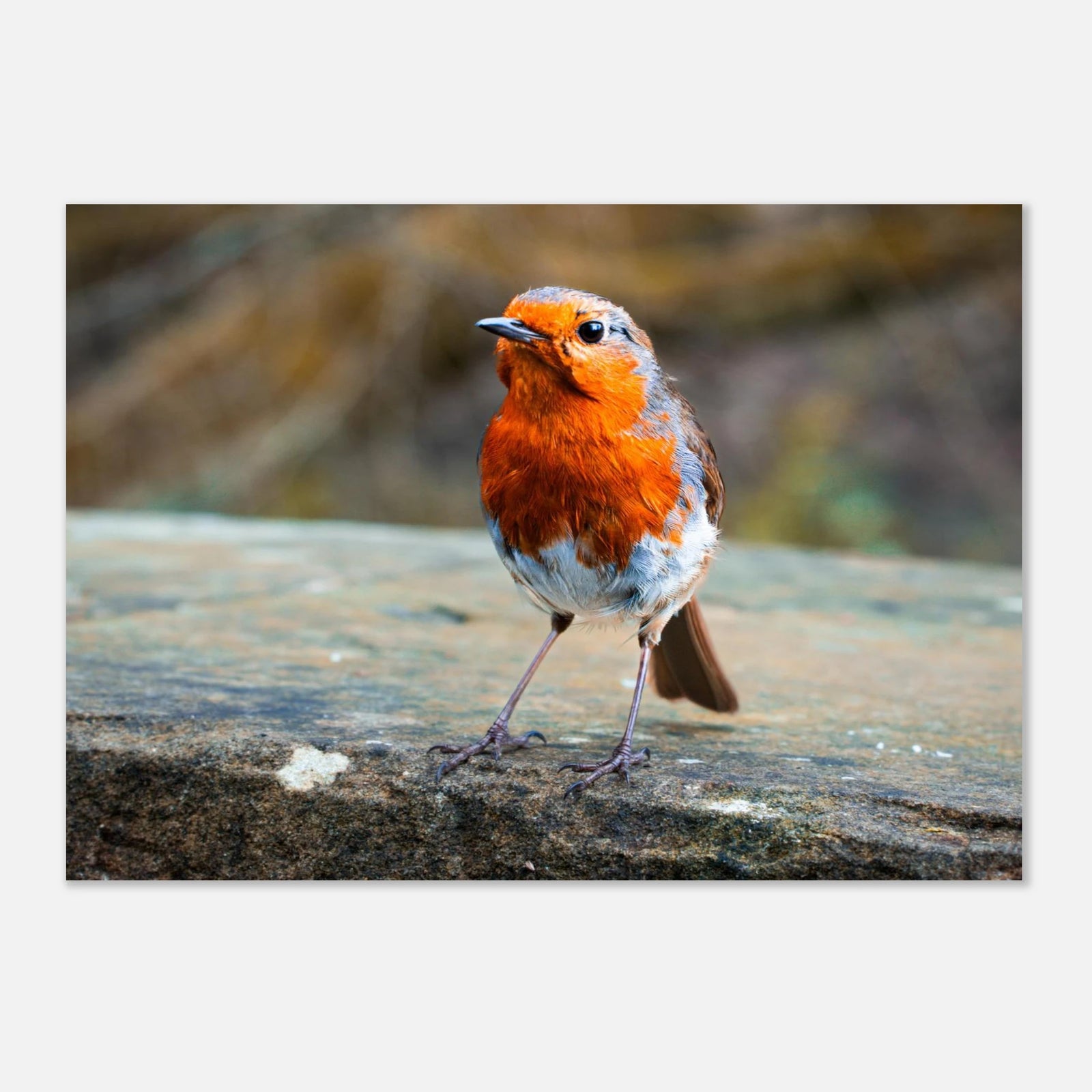 Red robin bird wall art print with bright red breast on natural background