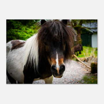 Shetland pony wall art with shaggy pony standing in grassy Scottish field