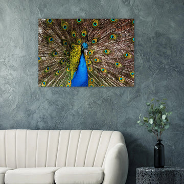 Dunfermline peacock wall art with vibrant peacock standing on path in Pittencrieff Park