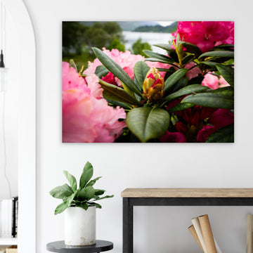 Rhododendron Highlands wall art showing a close-up rhododendron bud surrounded by glossy green leaves and soft pink blossoms with a blurred loch and hills in the background
