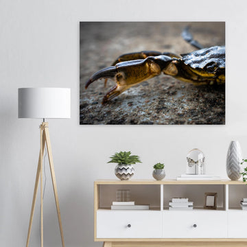 Crab Claw wall art showing a close-up crab pincer and shell lying on textured stone with shallow depth of field and soft blurred background