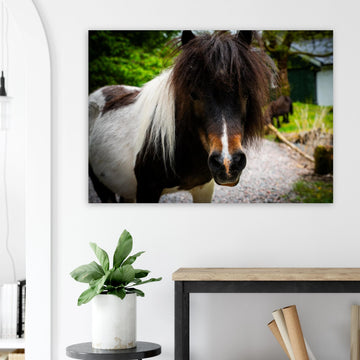 Shetland pony wall art with shaggy pony standing in grassy Scottish field