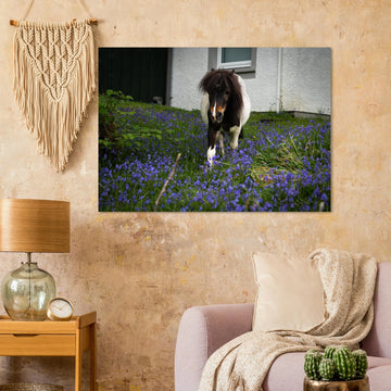 Highland pony wall art showing a small Scottish pony with a dark fluffy mane walking through purple-blue flowers in front of a white cottage wall