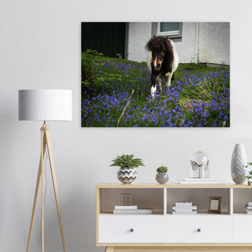 Highland pony wall art showing a small Scottish pony with a dark fluffy mane walking through purple-blue flowers in front of a white cottage wall