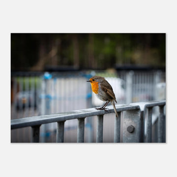 Robin Glencoe Mountain Resort wall art showing a small orange-breasted robin perched on a metal railing with a soft blurred background of railings and trees