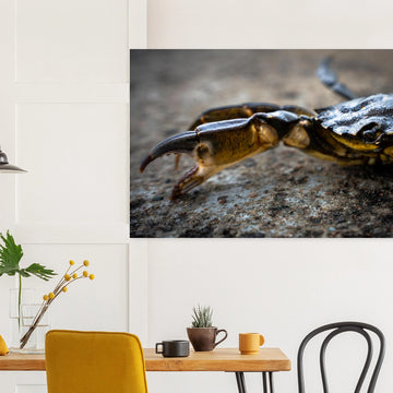 Crab Claw wall art showing a close-up crab pincer and shell lying on textured stone with shallow depth of field and soft blurred background
