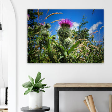 Thistle flower wall art with purple blooms and spiky green leaves in soft focus
