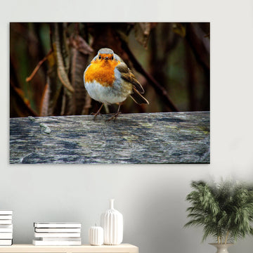 Red robin botanic garden wall art with robin perched on branch in soft green background