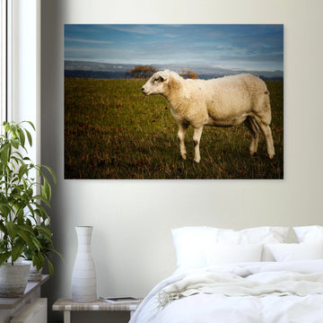 Scottish lamb wall art with single lamb standing in grassy Highland field