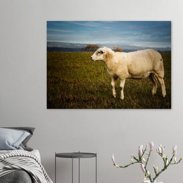 Scottish lamb wall art with single lamb standing in grassy Highland field