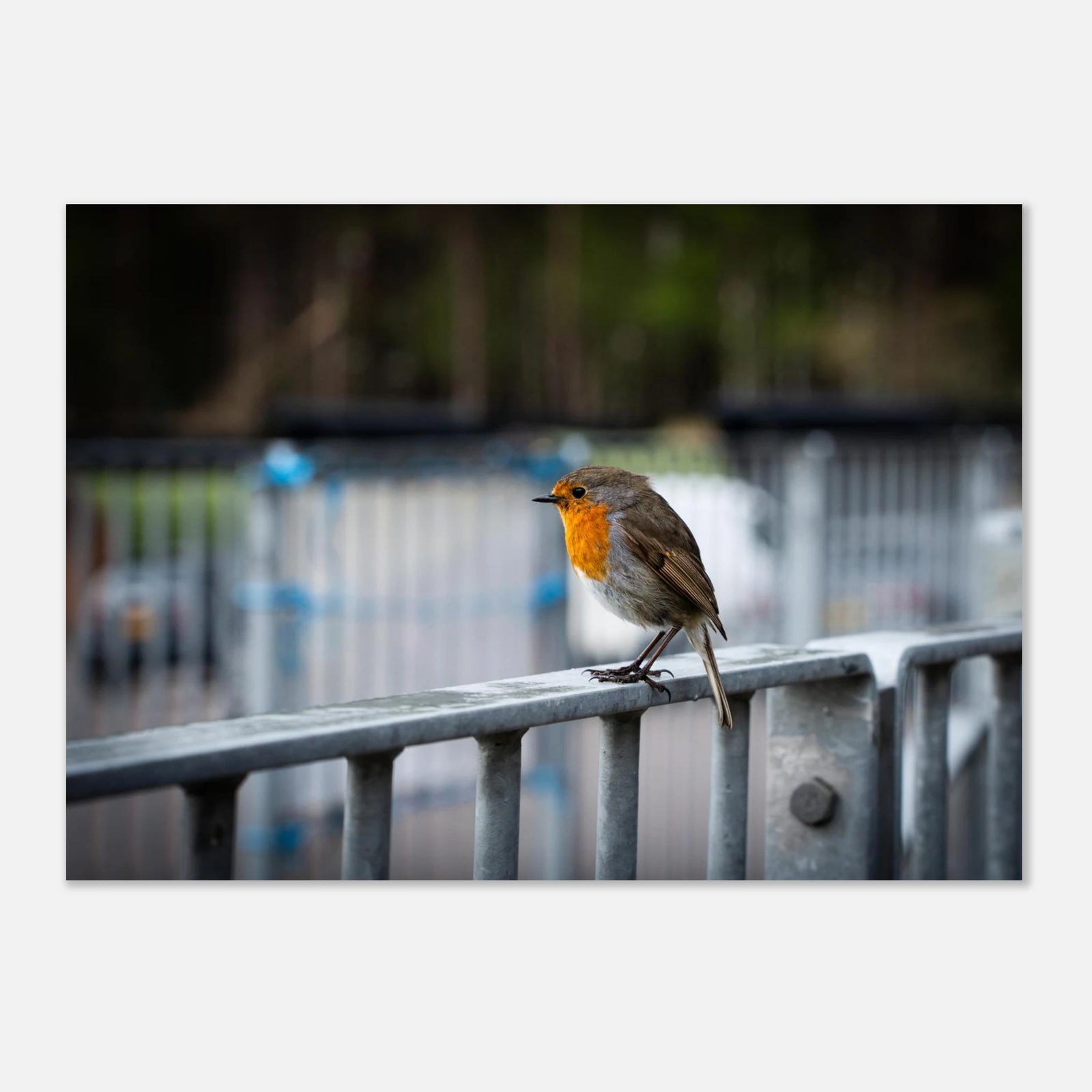 Robin Glencoe Mountain Resort wall art showing a small orange-breasted robin perched on a metal railing with a soft blurred background of railings and trees