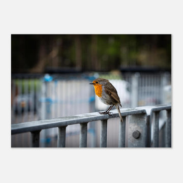 Robin Glencoe Mountain Resort wall art showing a small orange-breasted robin perched on a metal railing with a soft blurred background of railings and trees