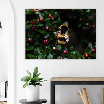 Bumblebee wall art showing a close-up fluffy bee with striped body and translucent wings on small pink buds among dark green leaves