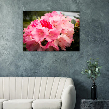 Pink Rhododendron Highlands Wall Art  Scottish Flower Print