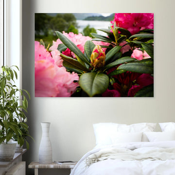 Rhododendron Highlands wall art showing a close-up rhododendron bud surrounded by glossy green leaves and soft pink blossoms with a blurred loch and hills in the background